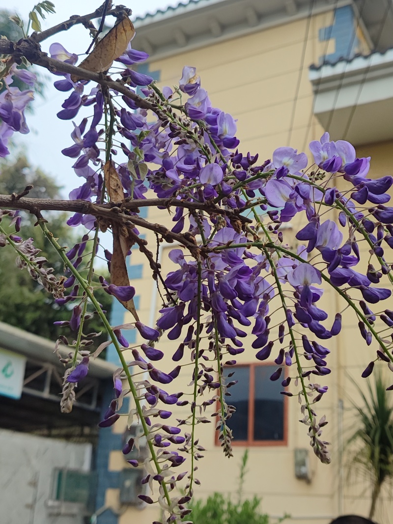 紫藤花苗《这是一个**的紫藤花品种，四季紫藤花》