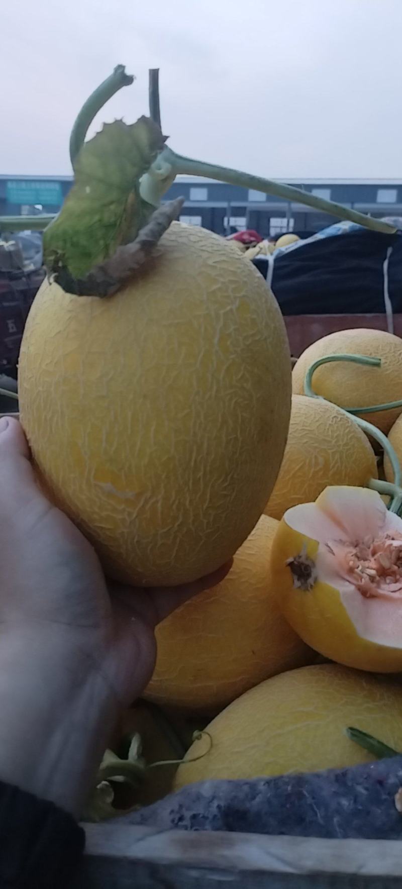 黄网哈密瓜
