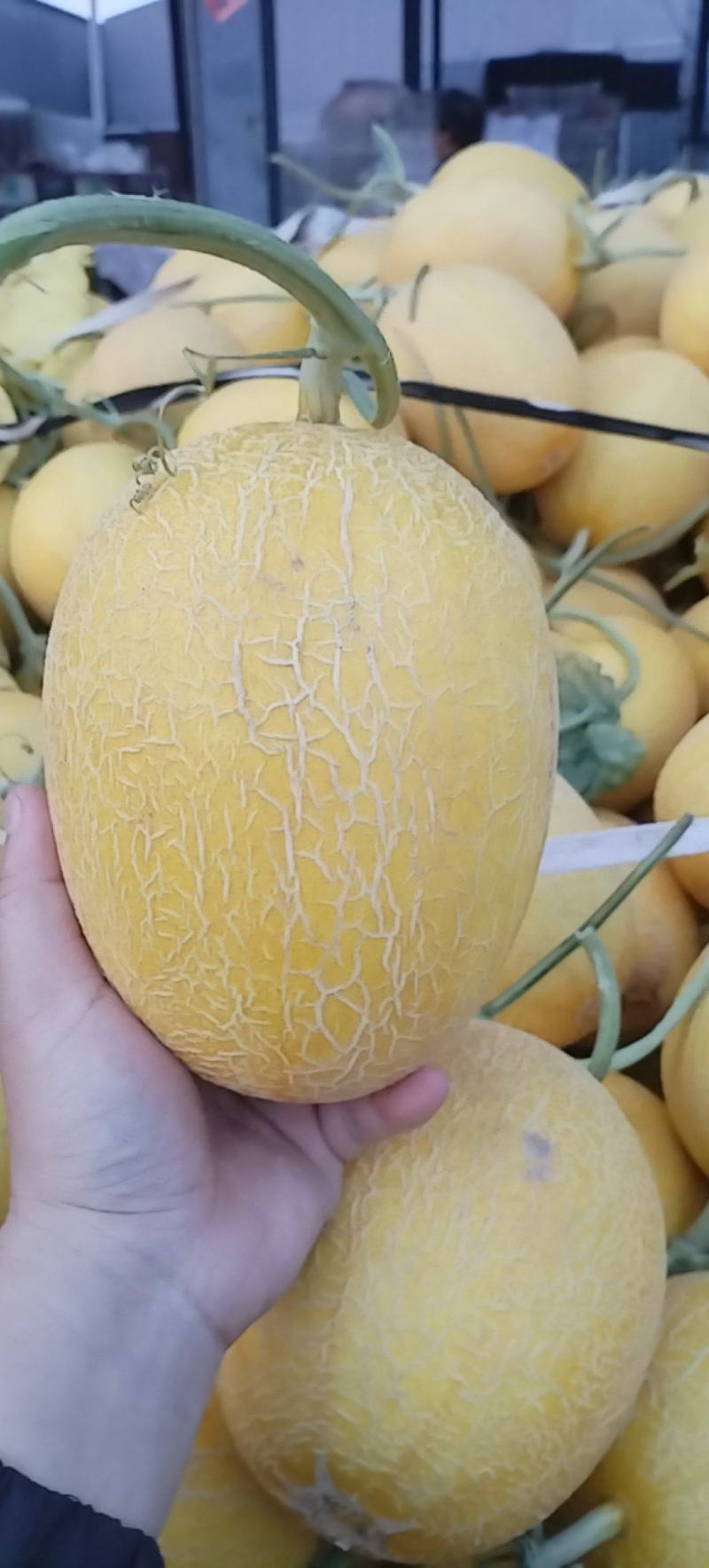 黄网哈密瓜