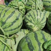 河南夏邑精品西瓜美都嘉年华711甜蜜上市全国发货