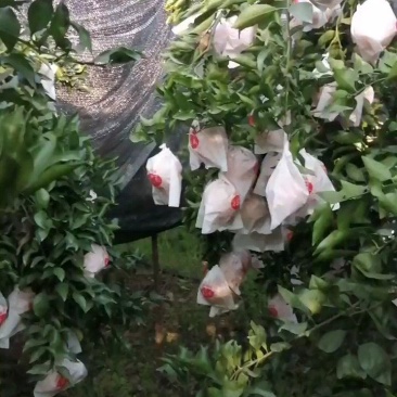丑柑，口感九甜一酸，颜色火红，又脆甜。