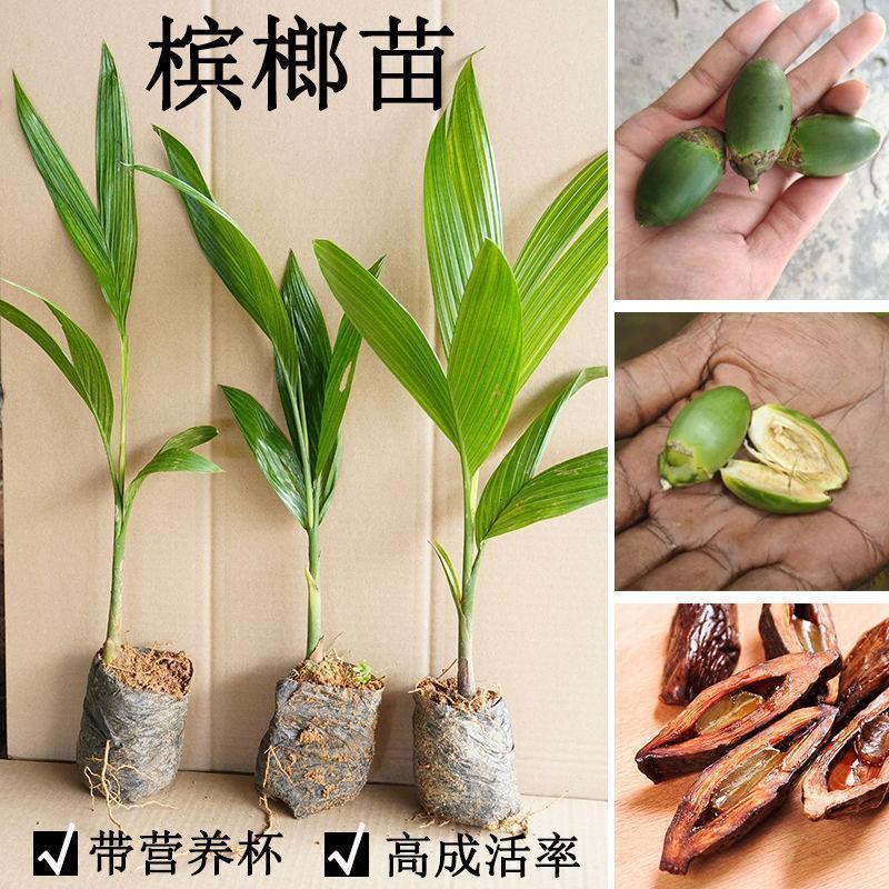 正宗海南槟榔苗槟榔子树亚热带热带水果树苗带营养杯带叶发货