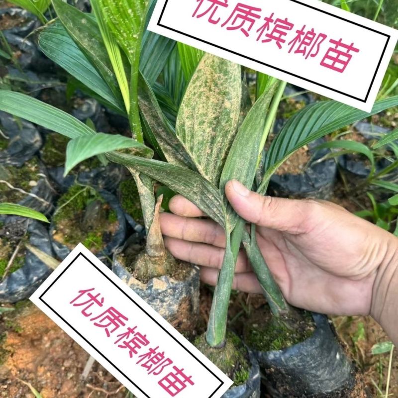 正宗海南槟榔苗槟榔子树亚热带热带水果树苗带营养杯带叶发货