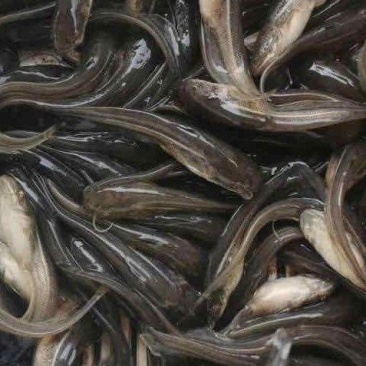 大口鲢，江鲢