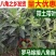 正宗广西八角嫁接苗批发高产矮化果大罗马东荣二妞八角树苗