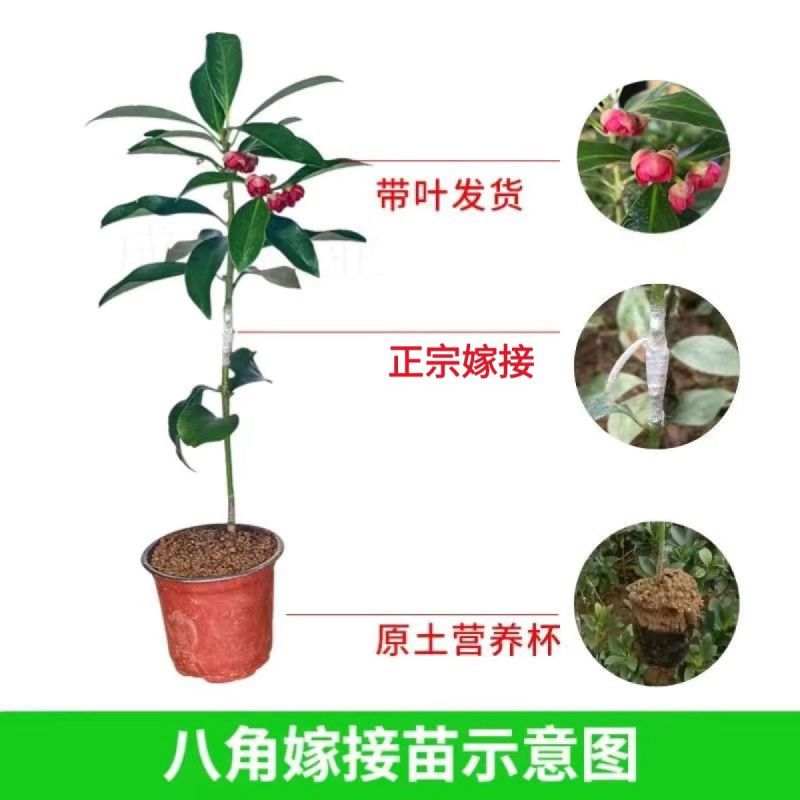 正宗广西八角嫁接苗批发高产矮化果大罗马东荣二妞八角树苗