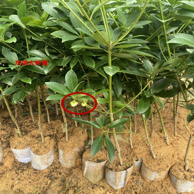 正宗广西八角嫁接苗批发高产矮化果大罗马东荣二妞八角树苗
