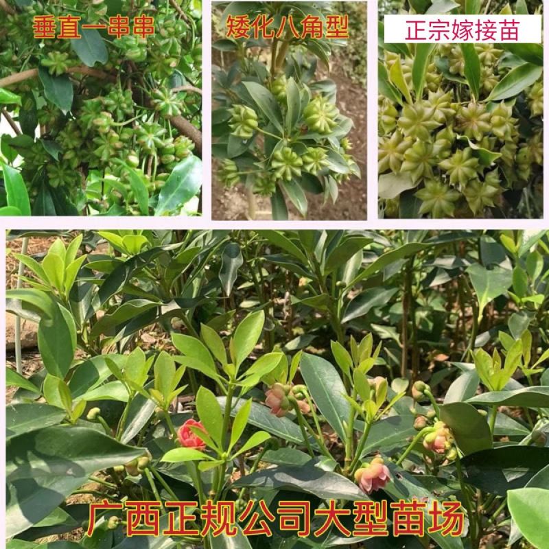 正宗广西八角嫁接苗批发高产矮化果大罗马东荣二妞八角树苗