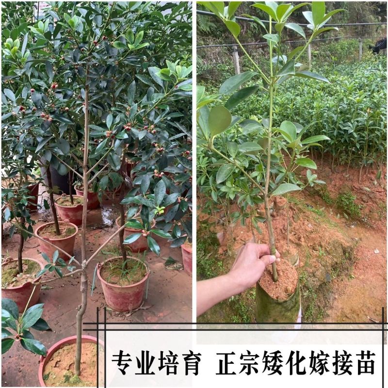 正宗广西八角嫁接苗批发高产矮化果大罗马东荣二妞八角树苗