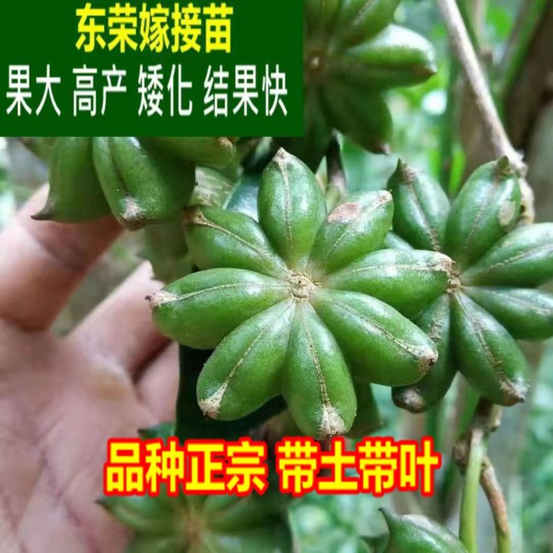 正宗广西八角嫁接苗批发高产矮化果大罗马东荣二妞八角树苗