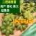 正宗广西八角嫁接苗批发高产矮化果大罗马东荣二妞八角树苗