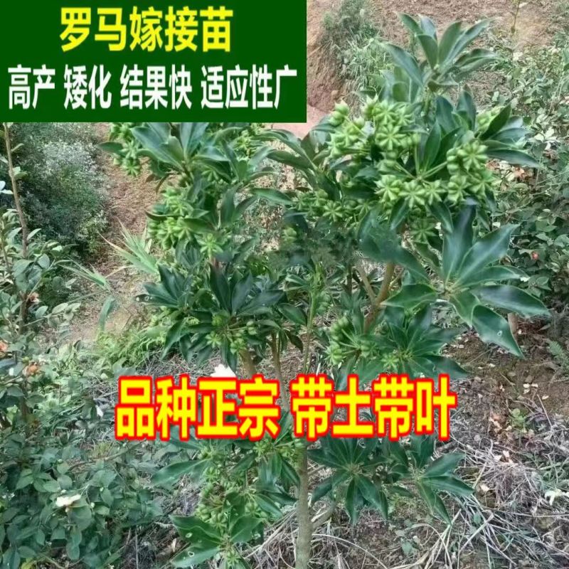 正宗广西八角嫁接苗批发高产矮化果大罗马东荣二妞八角树苗