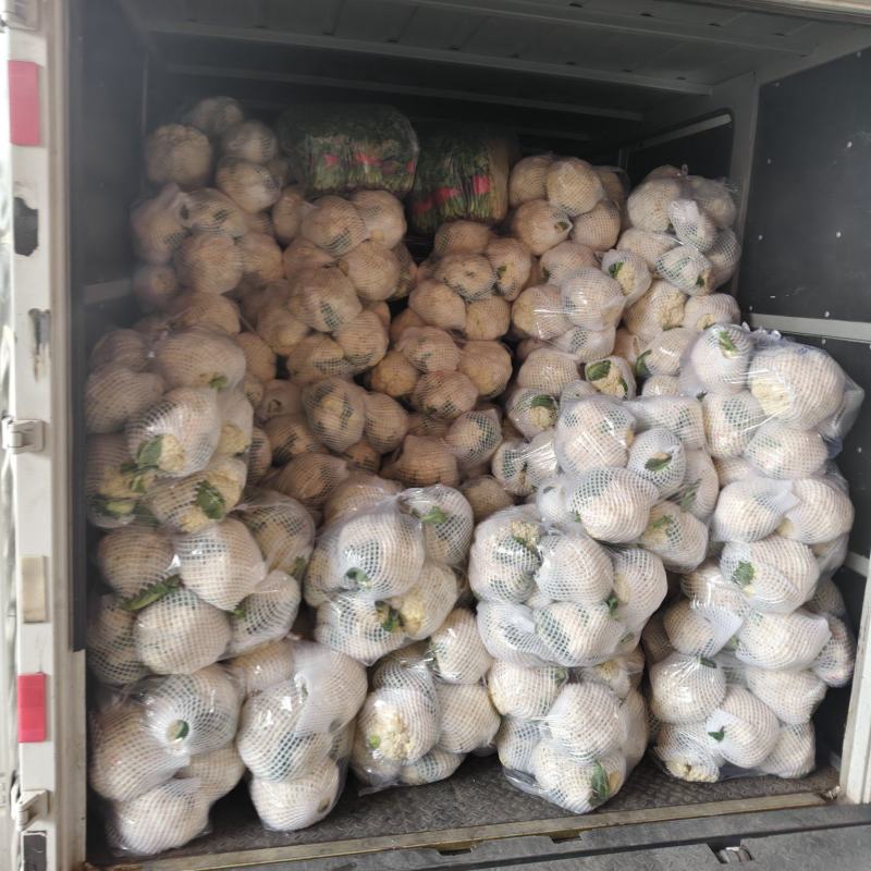 精品有机花大量有货，白净纸套货小米粒，加密加厚网套发全国