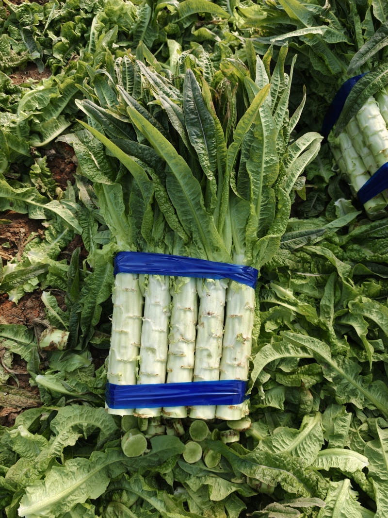 丨红叶三清莴笋丨一一丨价格便宜丨一一大量供应，质量好