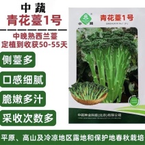 中蔬青花薹1号西兰薹种子一代杂交侧薹多甜杆西兰苔种籽西洋