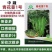 中蔬青花薹1号西兰薹种子一代杂交侧薹多甜杆西兰苔种籽西洋