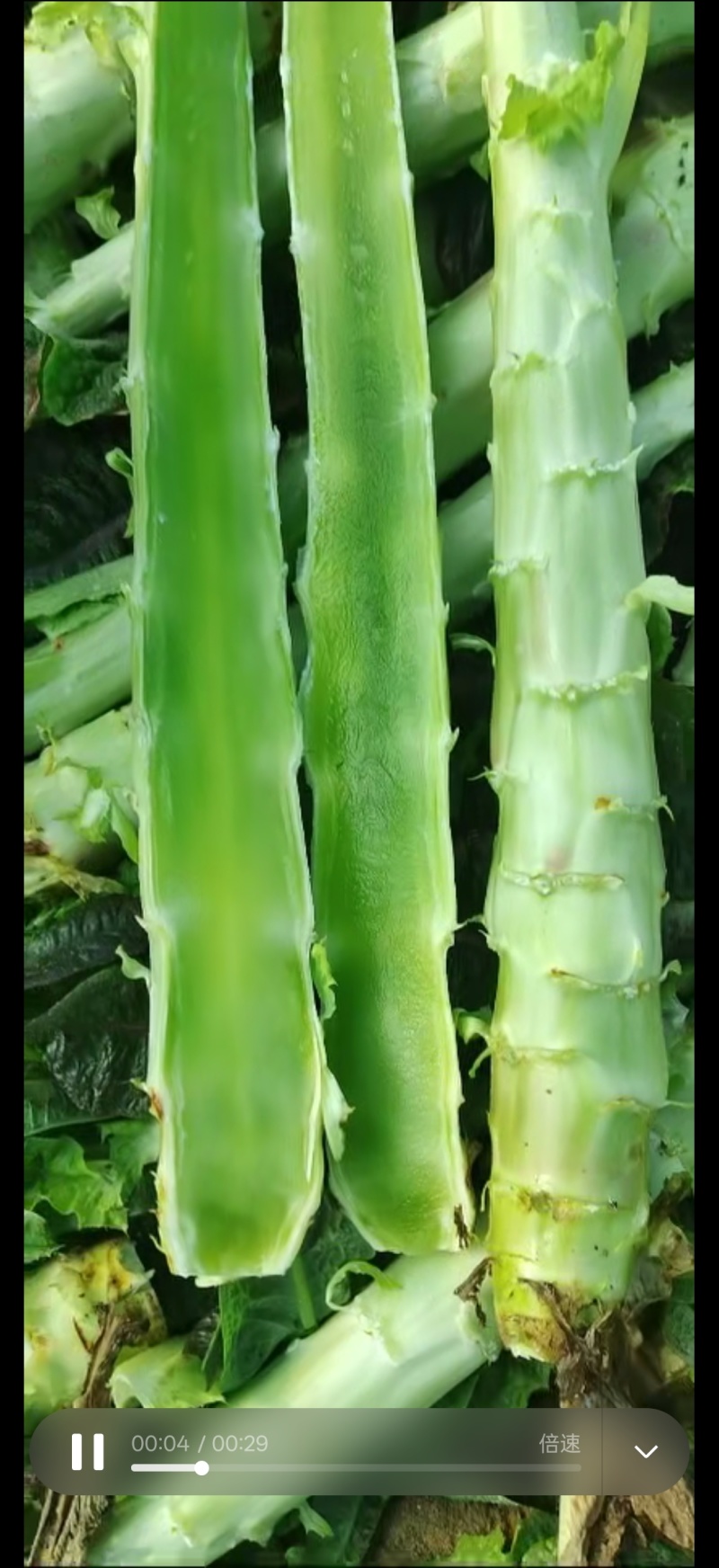 宿州红叶香莴笋一一一丨价格便宜丨不空心，量大从优