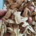黄芪残片