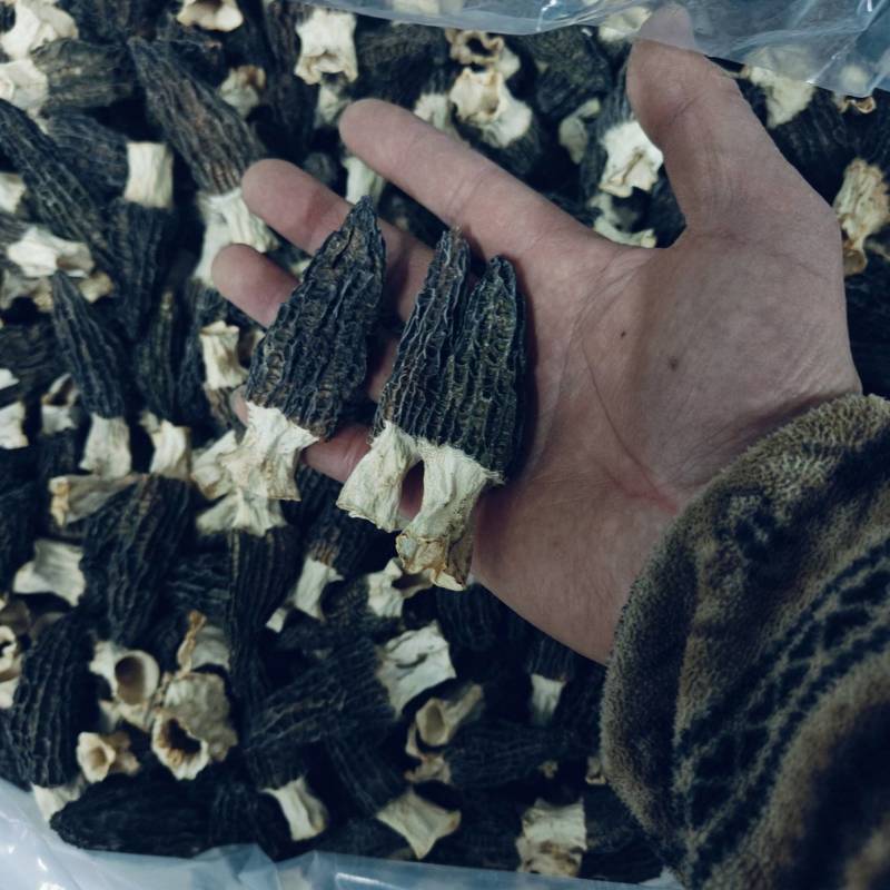 自己种植的羊肚菌干货批发零售现货交易