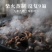 黄精九华山原产九蒸九制黄精即食黄精油头辟谷肉煲汤泡酒