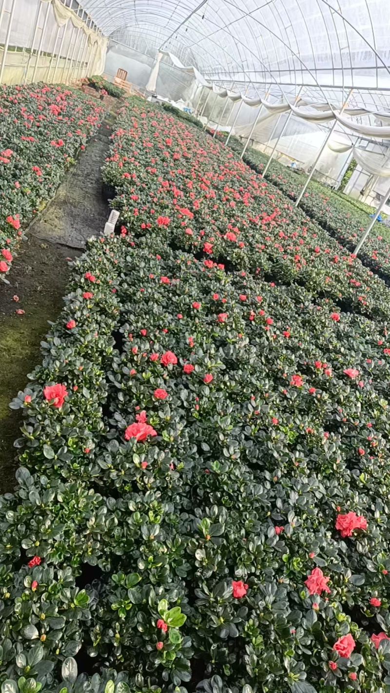 18杯樱桃红杜鹃