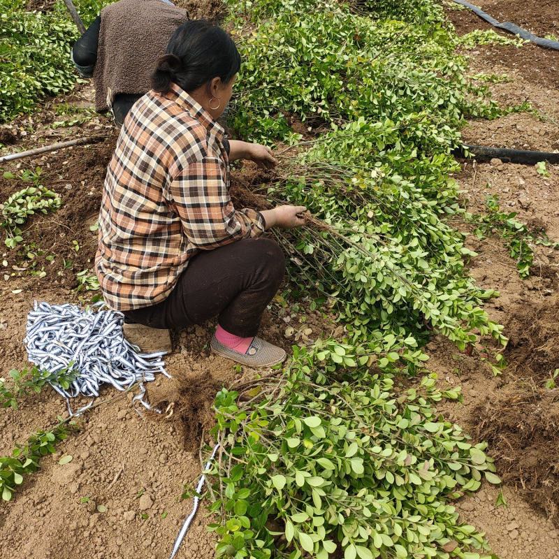 卫矛工程苗一手货源全国发货量大价优欢迎随时联系