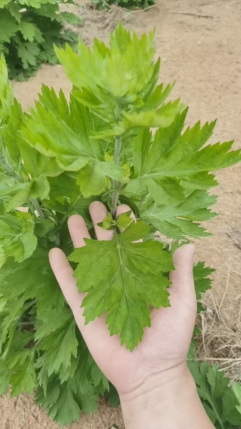 药用，艾草苗，晚艾10号，
