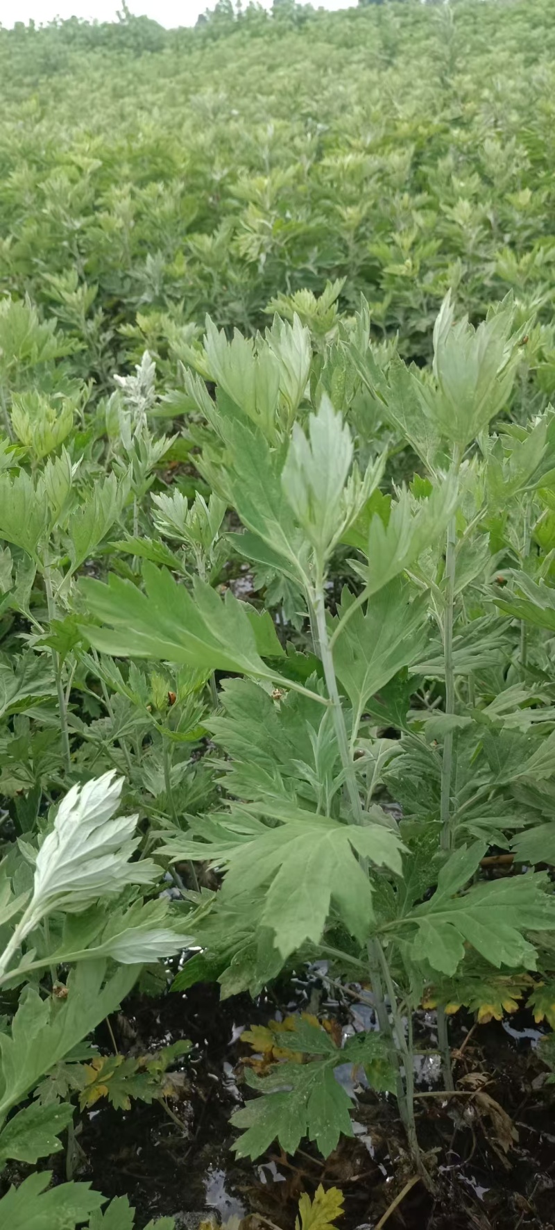 药用，艾草苗，晚艾10号，