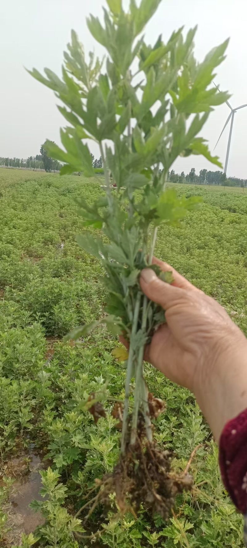 药用，艾草苗，晚艾10号，
