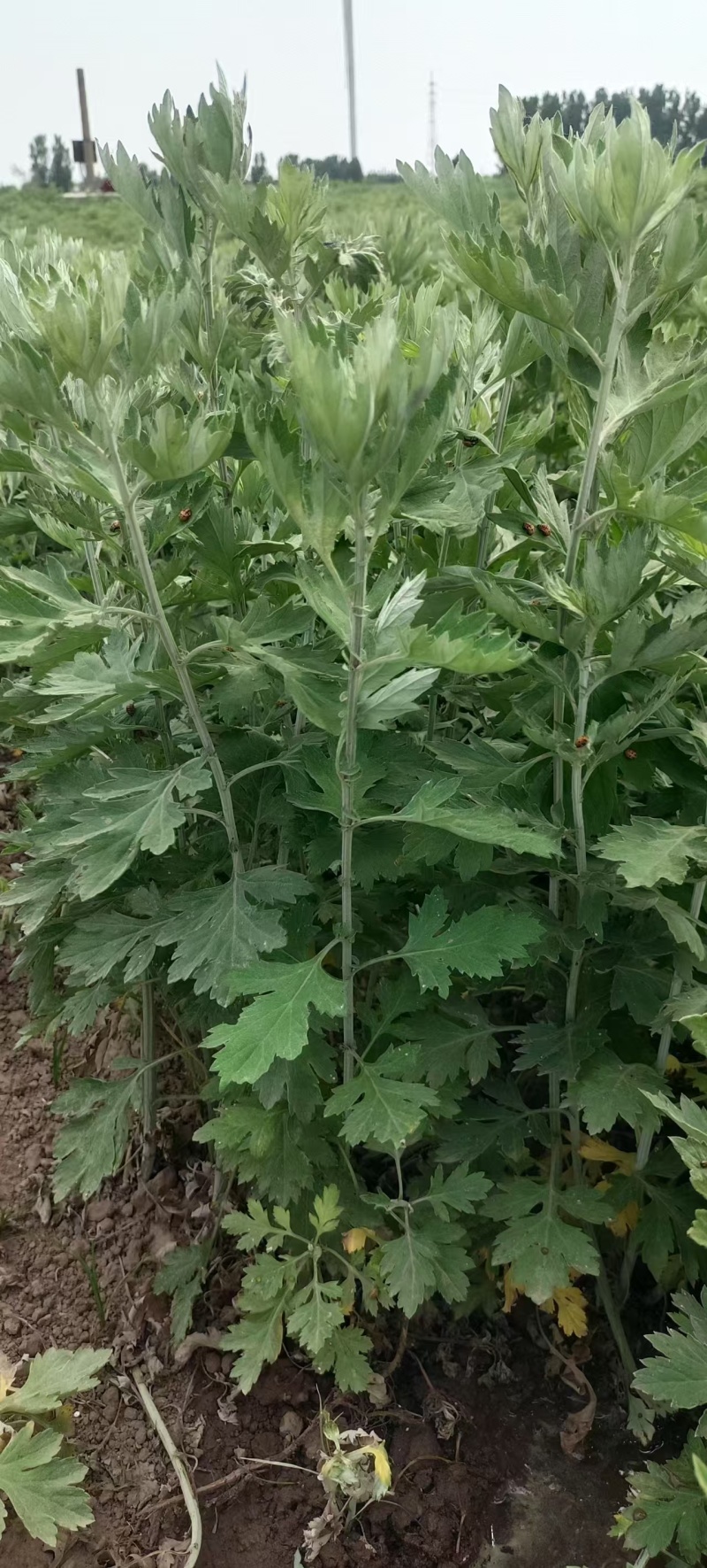 药用，艾草苗，晚艾10号，