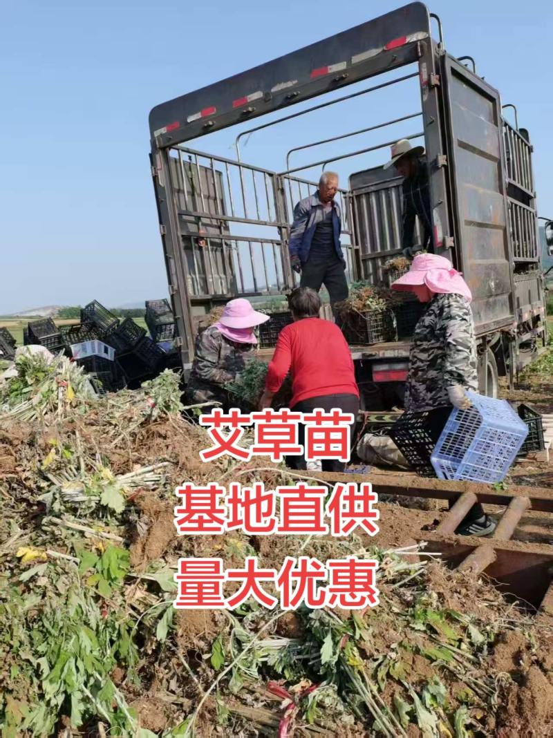 药用，艾草苗，晚艾10号，