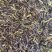板蓝根种子，叶小高产，。干净无杂质，纯手工