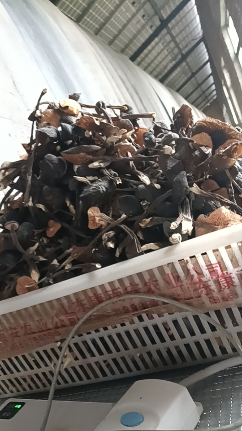 鸡枞菌