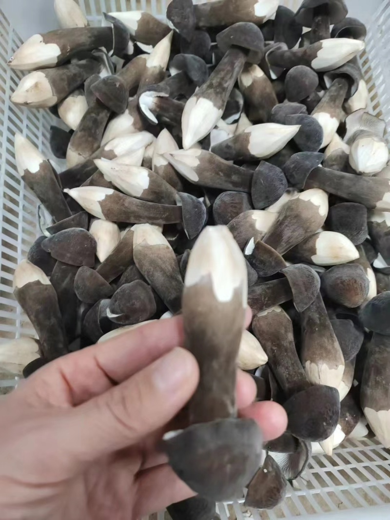 鸡枞菌