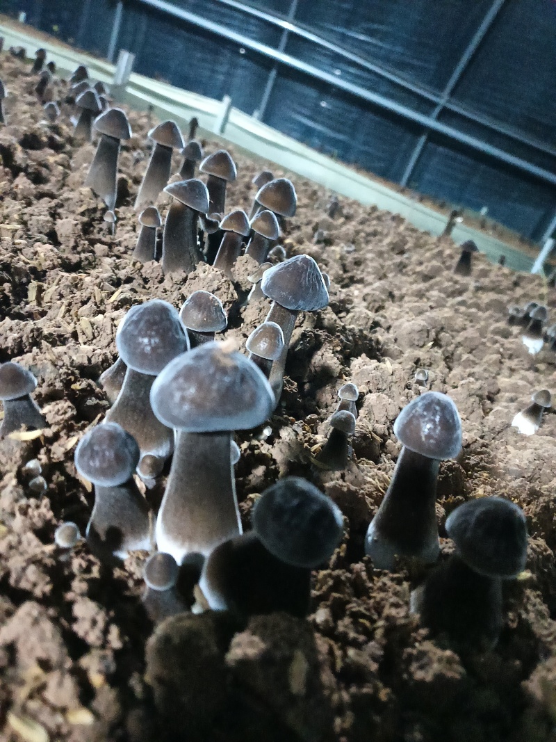鸡枞菌