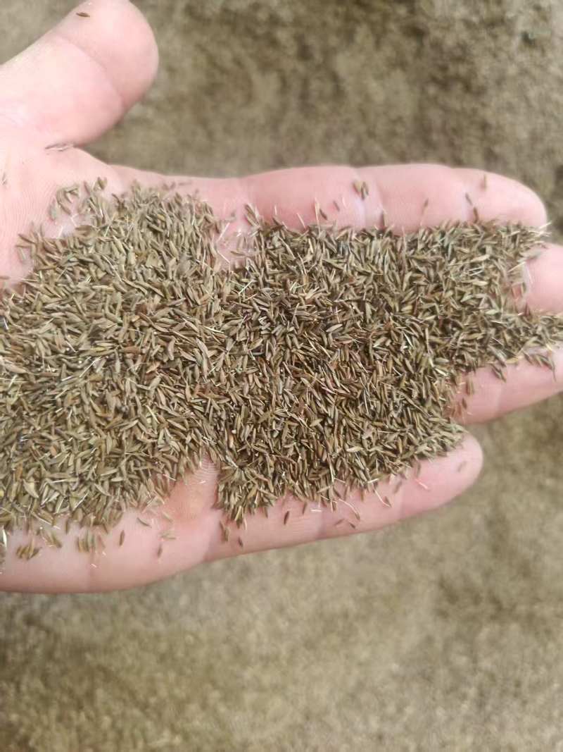 纯新蒲公英种子