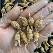 正宗东北西洋参粒头正品西洋参散装批发西洋参送长辈西洋参批