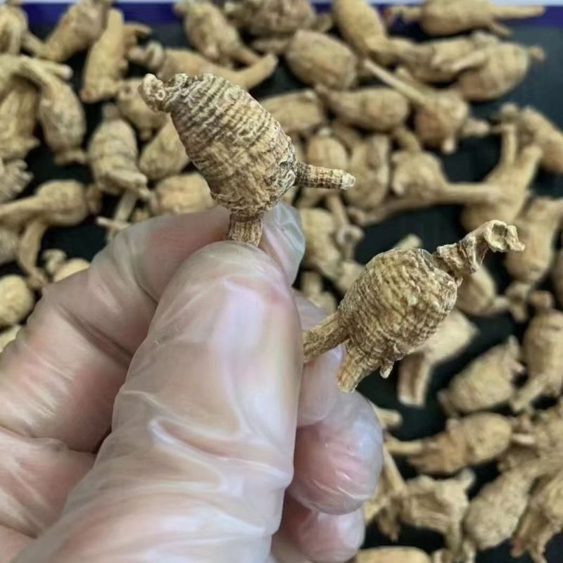 正宗东北西洋参粒头正品西洋参散装批发西洋参送长辈西洋参批