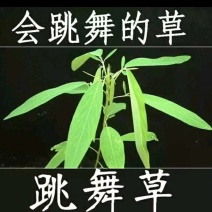 跳舞草