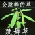 跳舞草