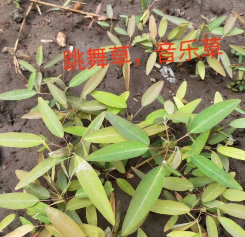 跳舞草