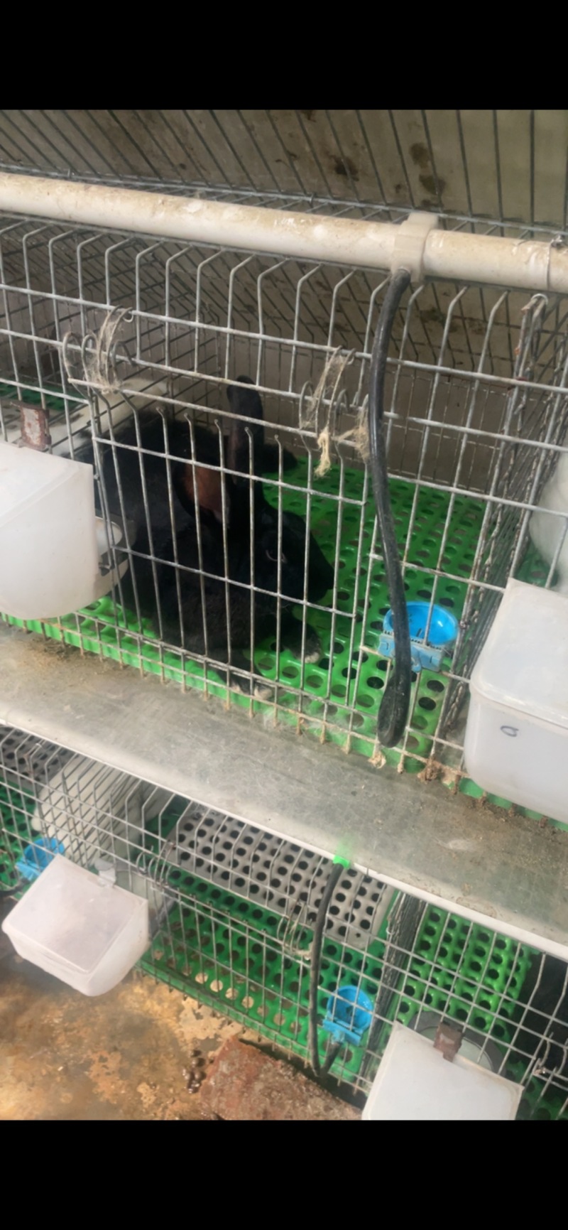 种兔肉兔