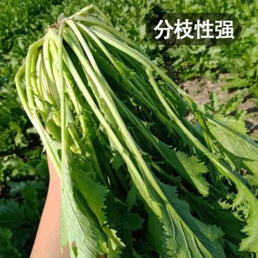 大叶雪里蕻种子