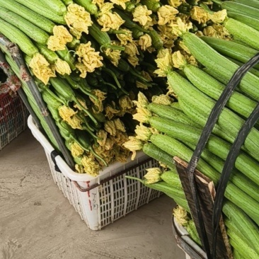鲜花丝瓜花鲜条直