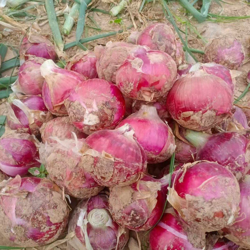 河南红皮紫皮、黄皮洋葱都有，产地批发价格低保质量代发全国