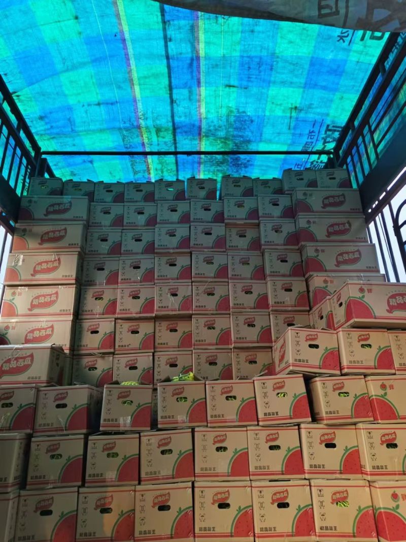 山东聊城甜王西瓜产地发货一手货源批发包熟包甜发全国