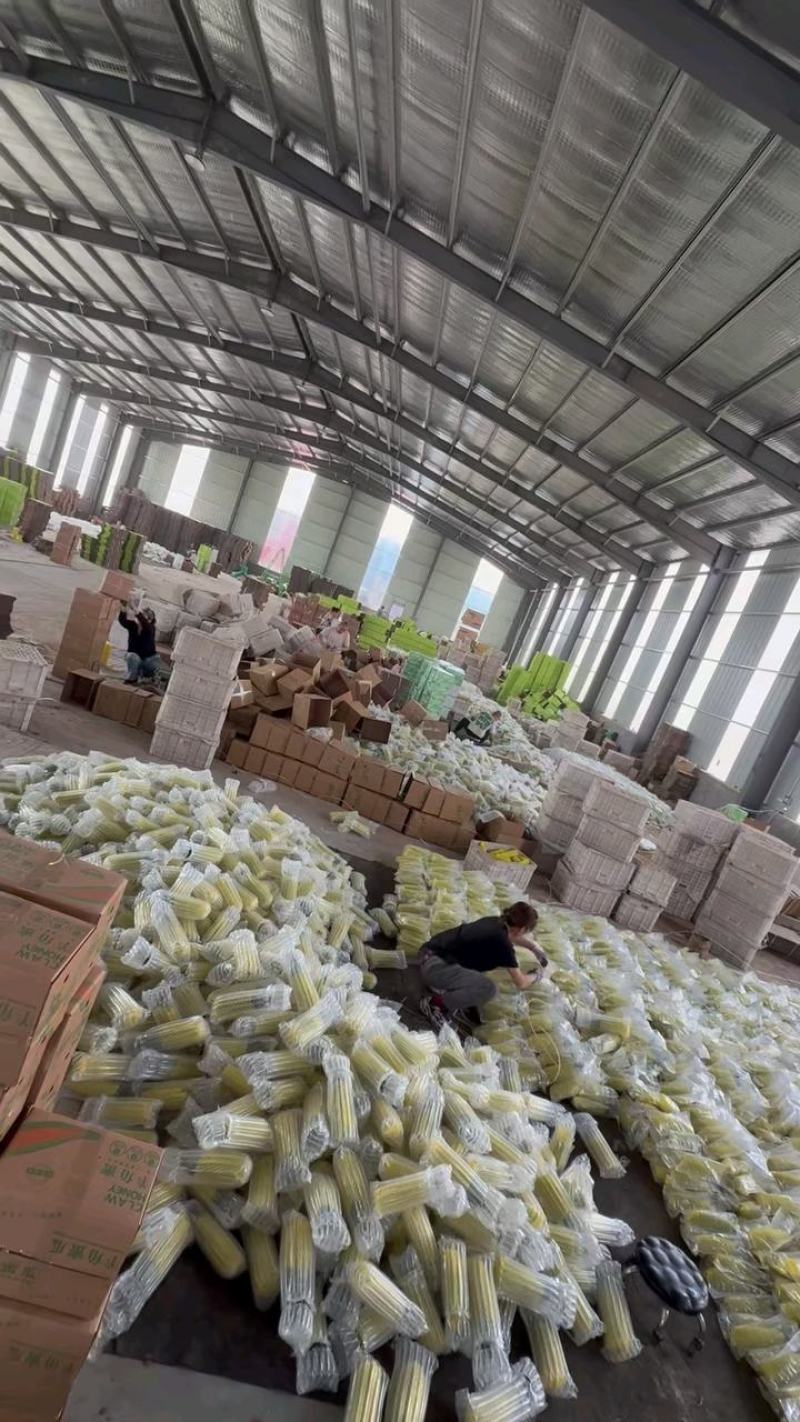 【一件代发】羊角蜜甜瓜糖度高一手货源支持一件代发