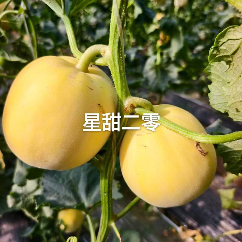 新乐贺红义果蔬货站
