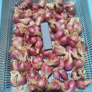 出售红葱头