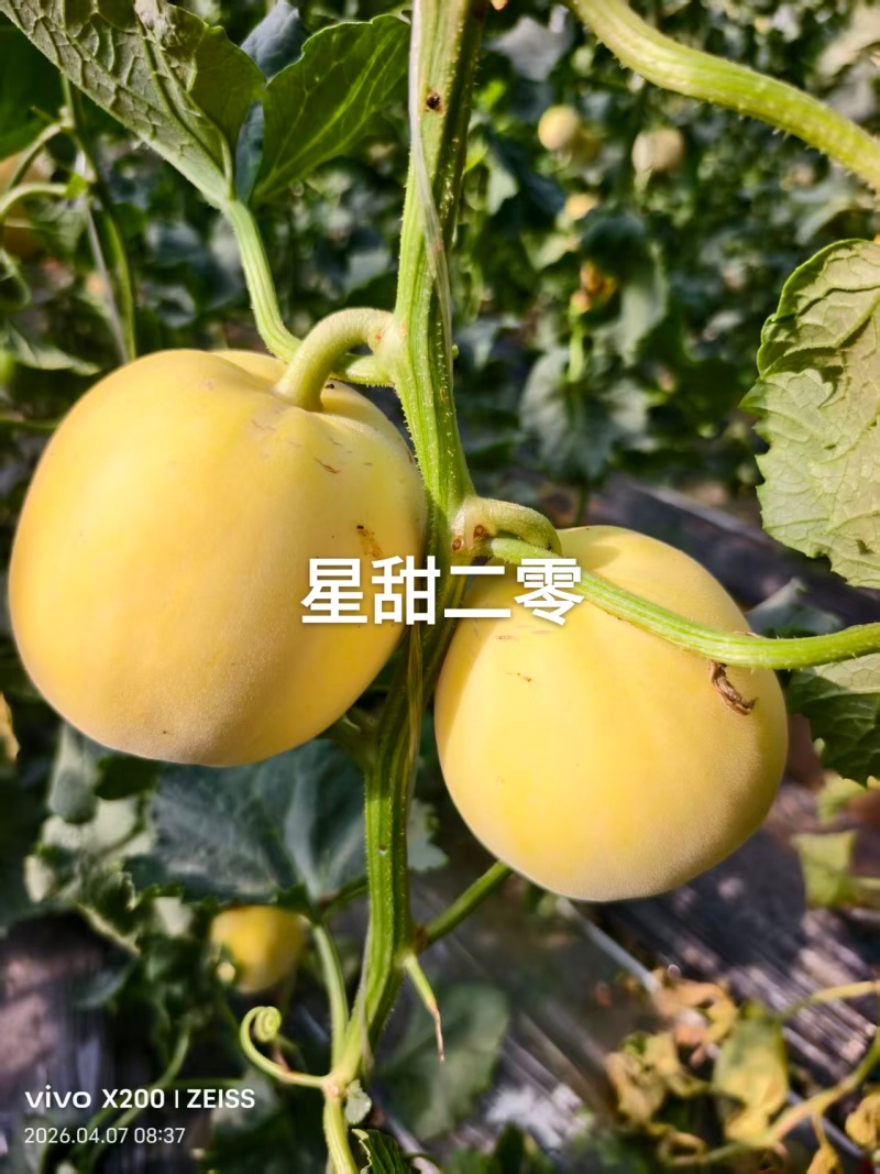 新乐贺红义果蔬货站